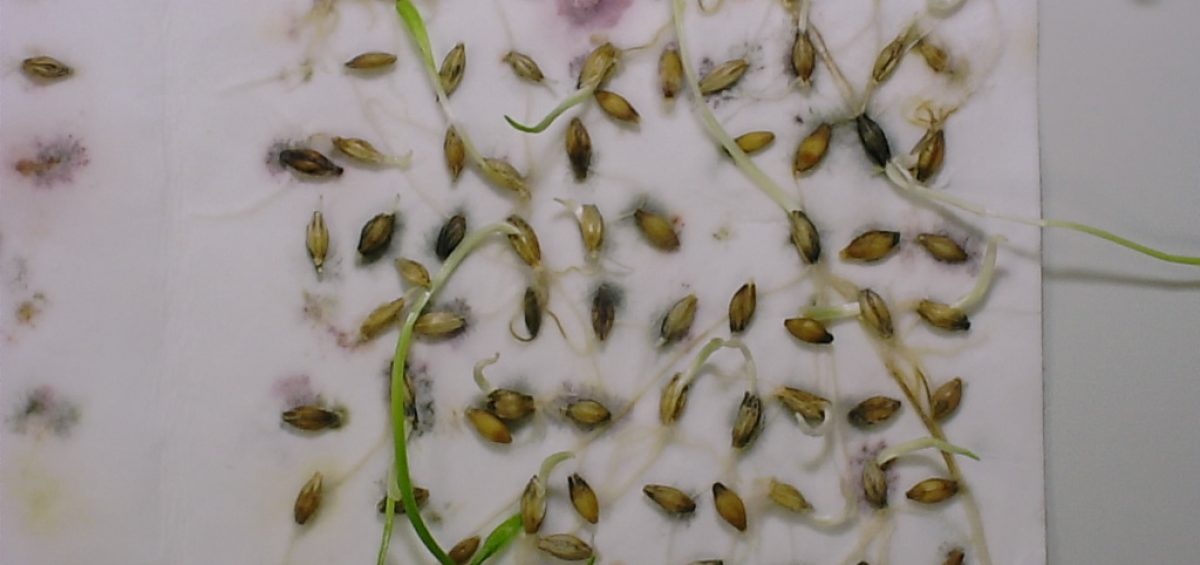 seed-dormancy-explained-20-20-seed-labs-inc