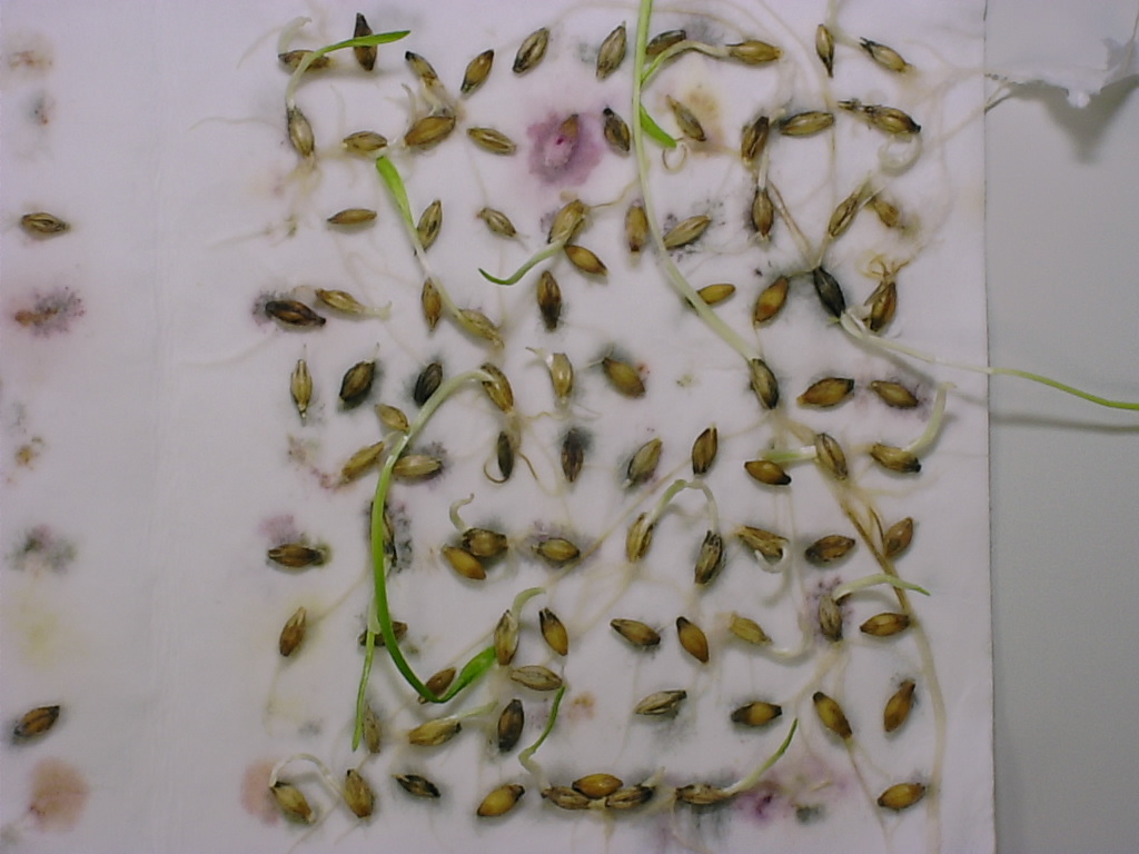 seed-dormancy-explained-20-20-seed-labs-inc