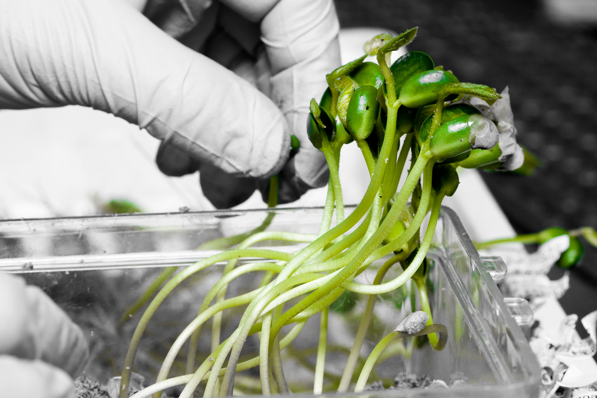 20/20 Seed Labs Inc. Never Stop Growing Germination, Physical