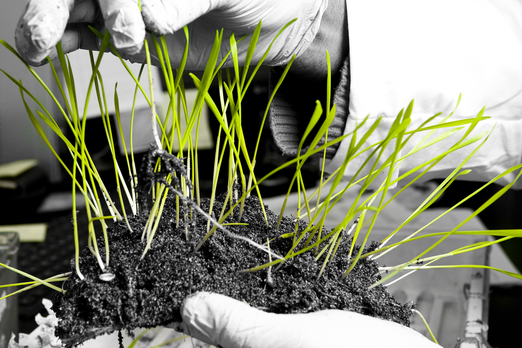 20/20 Seed Labs Inc. Never Stop Growing Germination, Physical