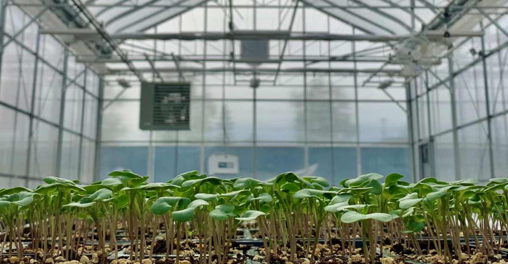 Services - 2020 Seed Labs