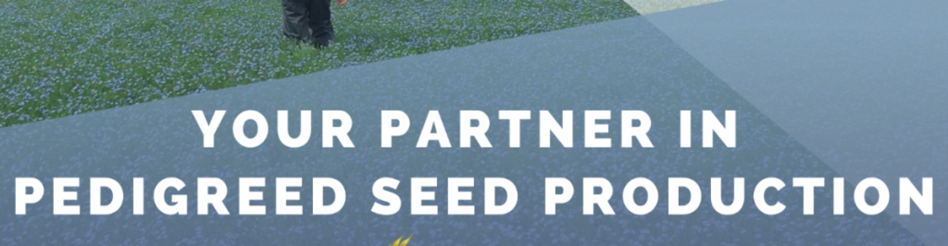 Your partner in pedigreed seed
