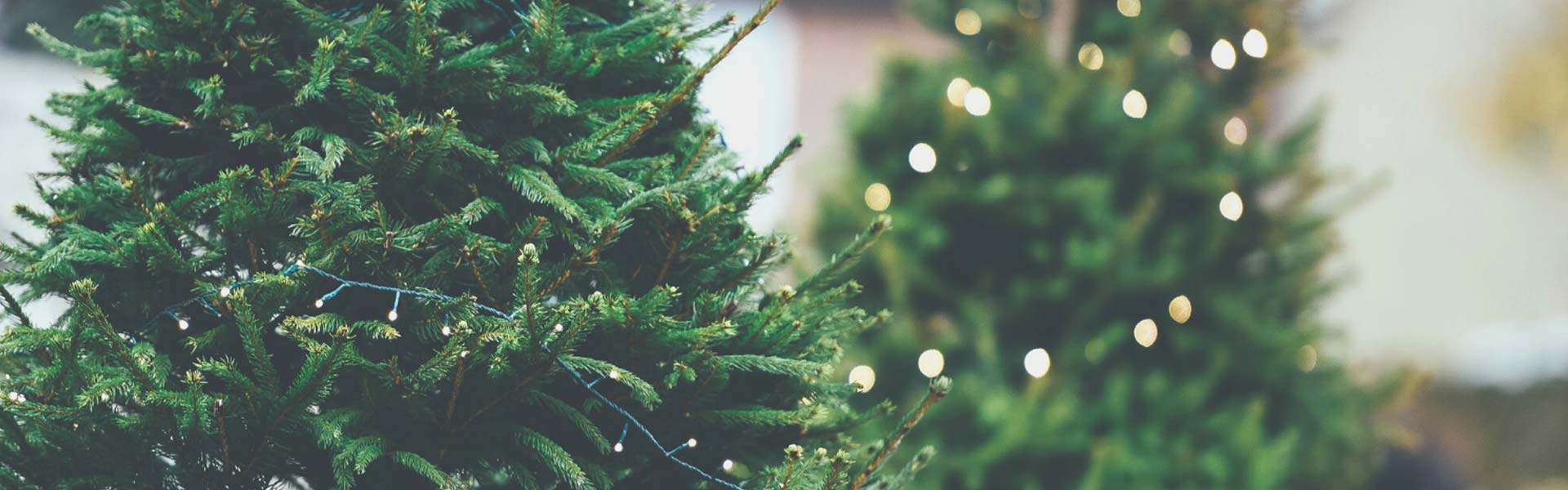 december-2021-newsletter-bg december-2021-newsletter-bg