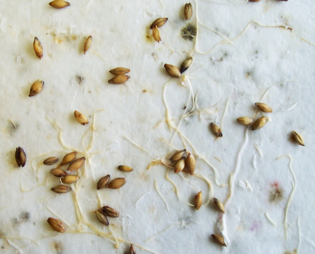 Germination test