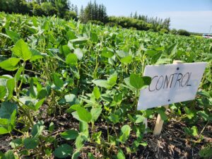 Plants in control plot