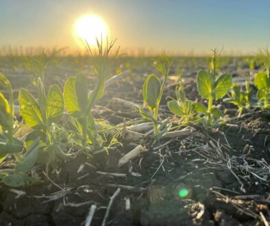 Emerged Peas