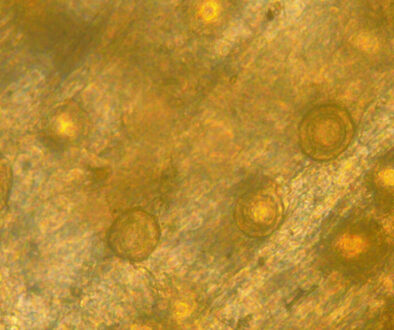 aphanomyces-featured-v2