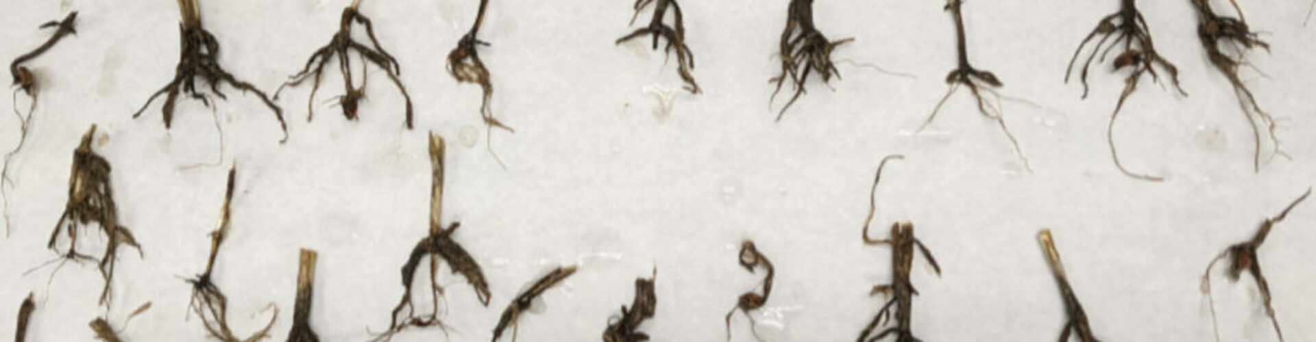 General Disease Diagnosis for Plant Specimens An article by Trevor Blois, Disease Diagnostician