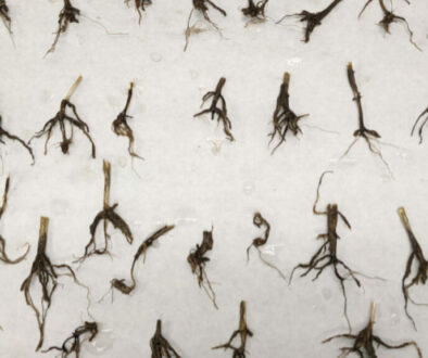 General Disease Diagnosis for Plant Specimens An article by Trevor Blois, Disease Diagnostician