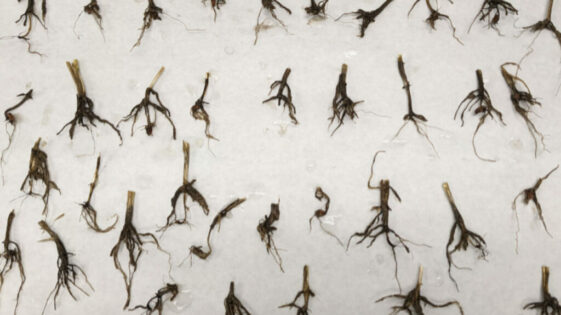General Disease Diagnosis for Plant Specimens An article by Trevor Blois, Disease Diagnostician