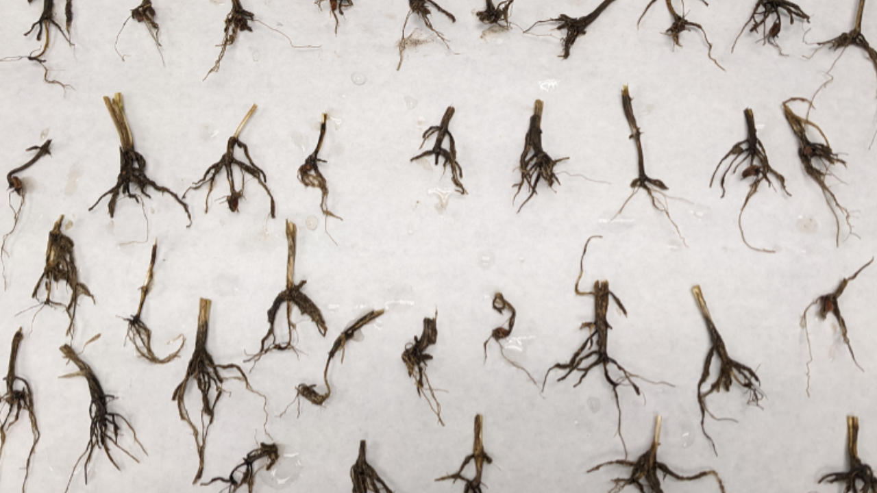 plant-specimen-featured General Disease Diagnosis for Plant Specimens An article by Trevor Blois, Disease Diagnostician