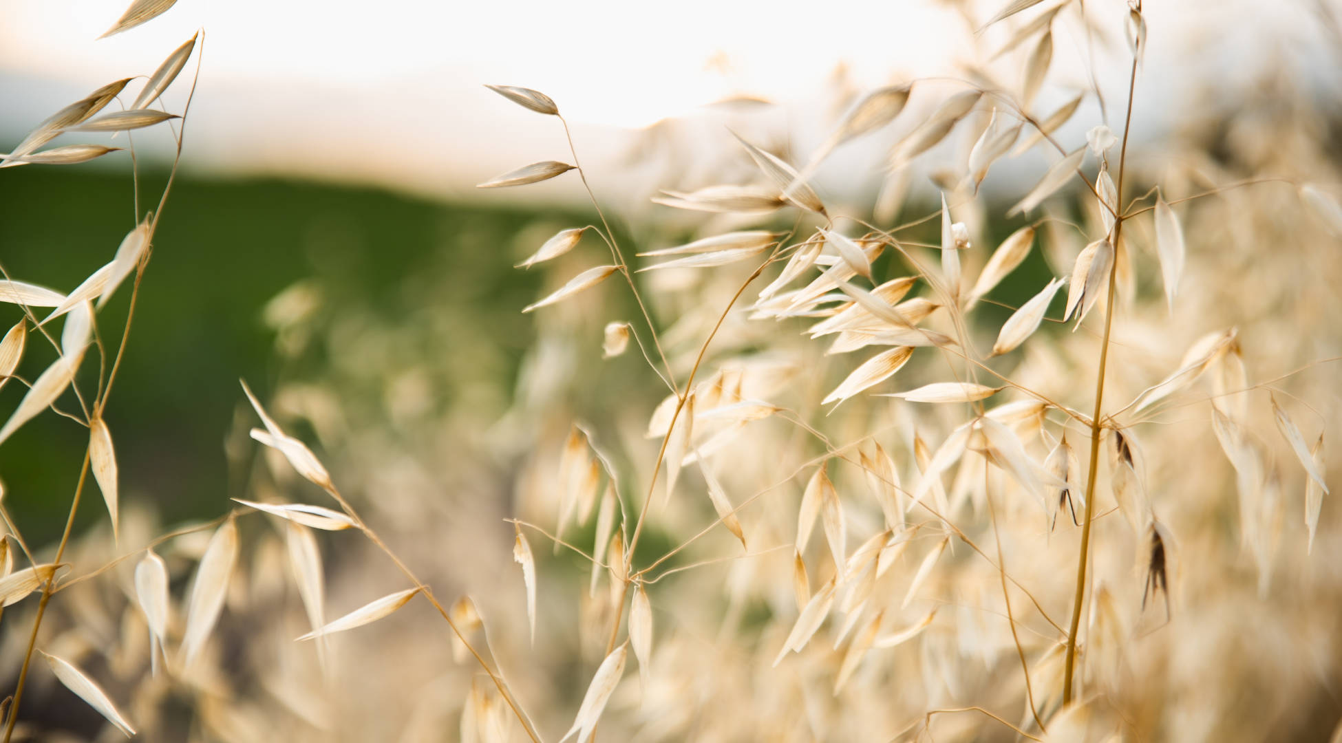  Herbicide Resistance Testing 