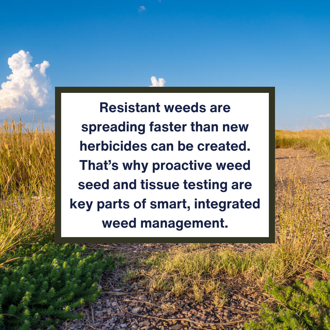 In Western Canada, wild oat resistance has been linked to annual In Western Canada, wild oat resistance has been linked to annual