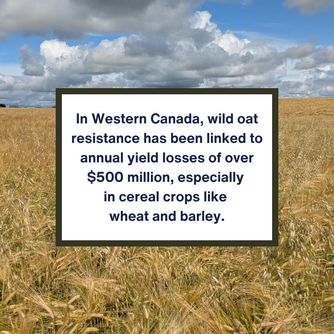 In Western Canada, wild oat resistance has been linked to annual In Western Canada, wild oat resistance has been linked to annual