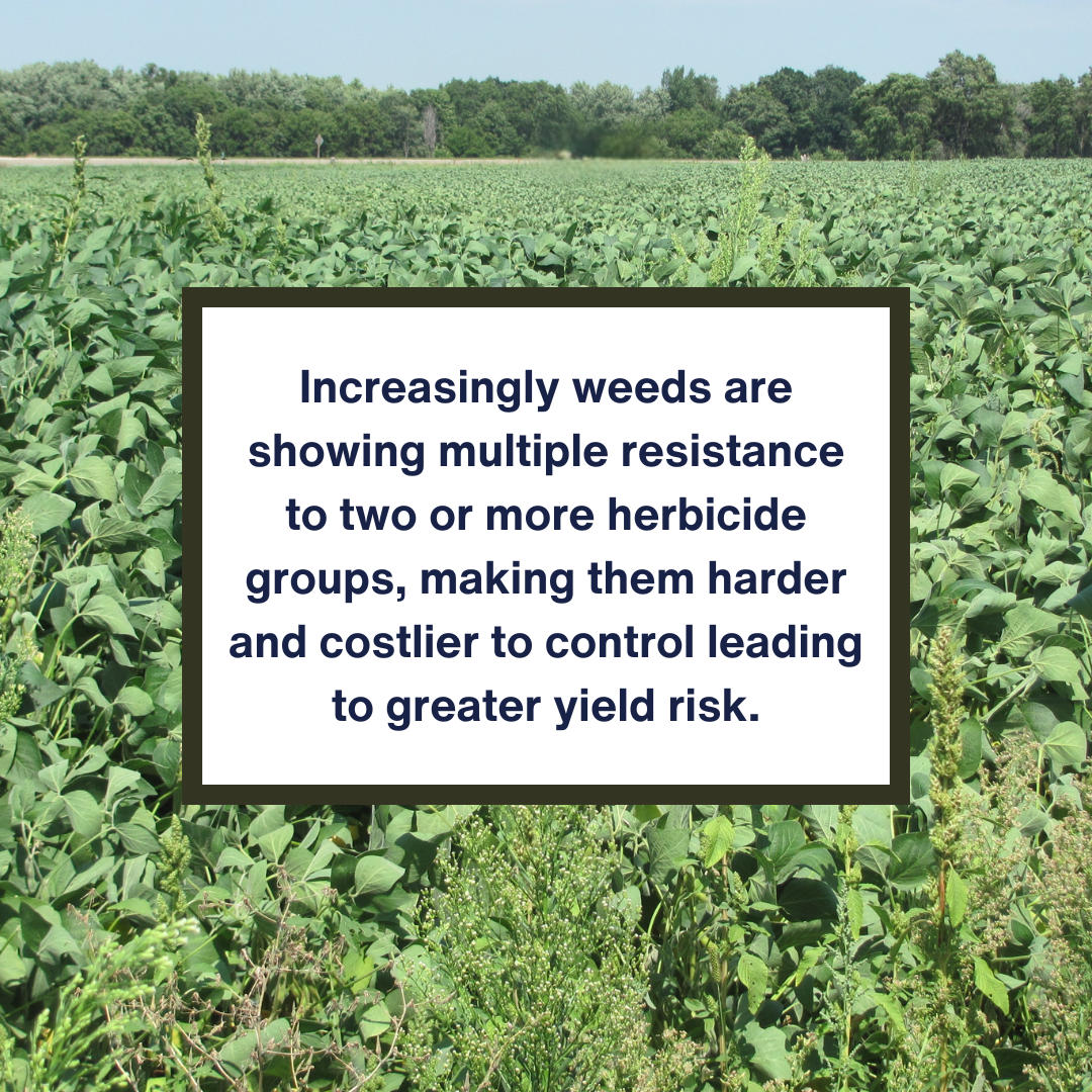 In Western Canada, wild oat resistance has been linked to annual In Western Canada, wild oat resistance has been linked to annual