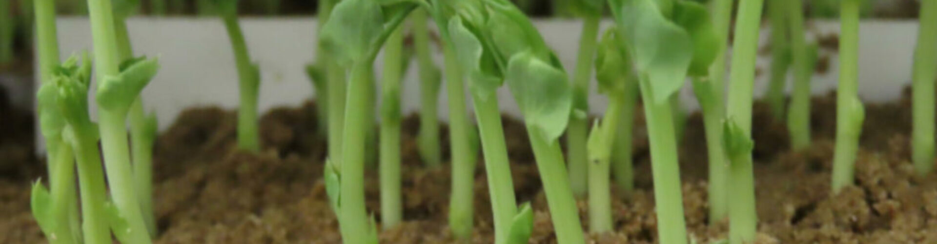 Why Germination Isn’t the Whole Story