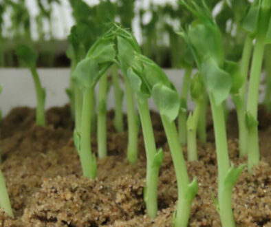 Why Germination Isn’t the Whole Story