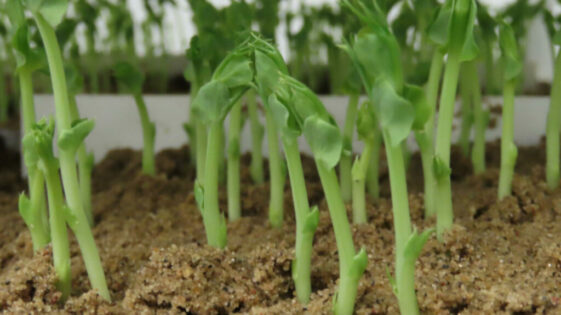 Why Germination Isn’t the Whole Story