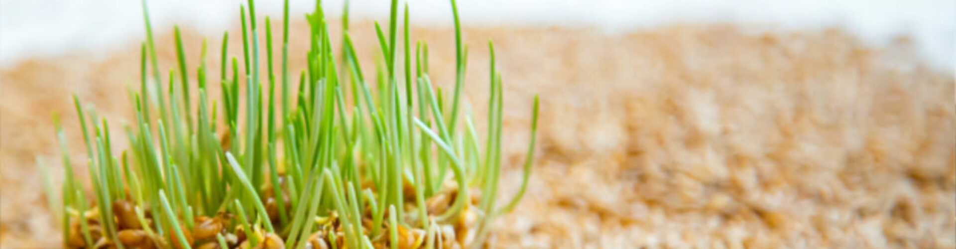 every-seed-has-a-story-banner Every Seed Has a Story: Why Germination and Vigour Tell You Different Chapters