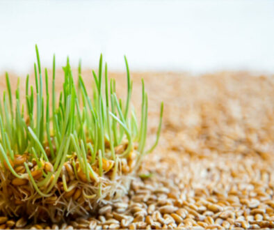 every-seed-has-a-story-banner Every Seed Has a Story: Why Germination and Vigour Tell You Different Chapters