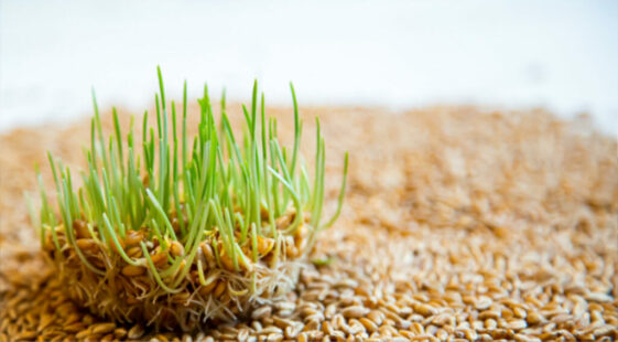 Every Seed Has a Story: Why Germination and Vigour Tell You Different Chapters