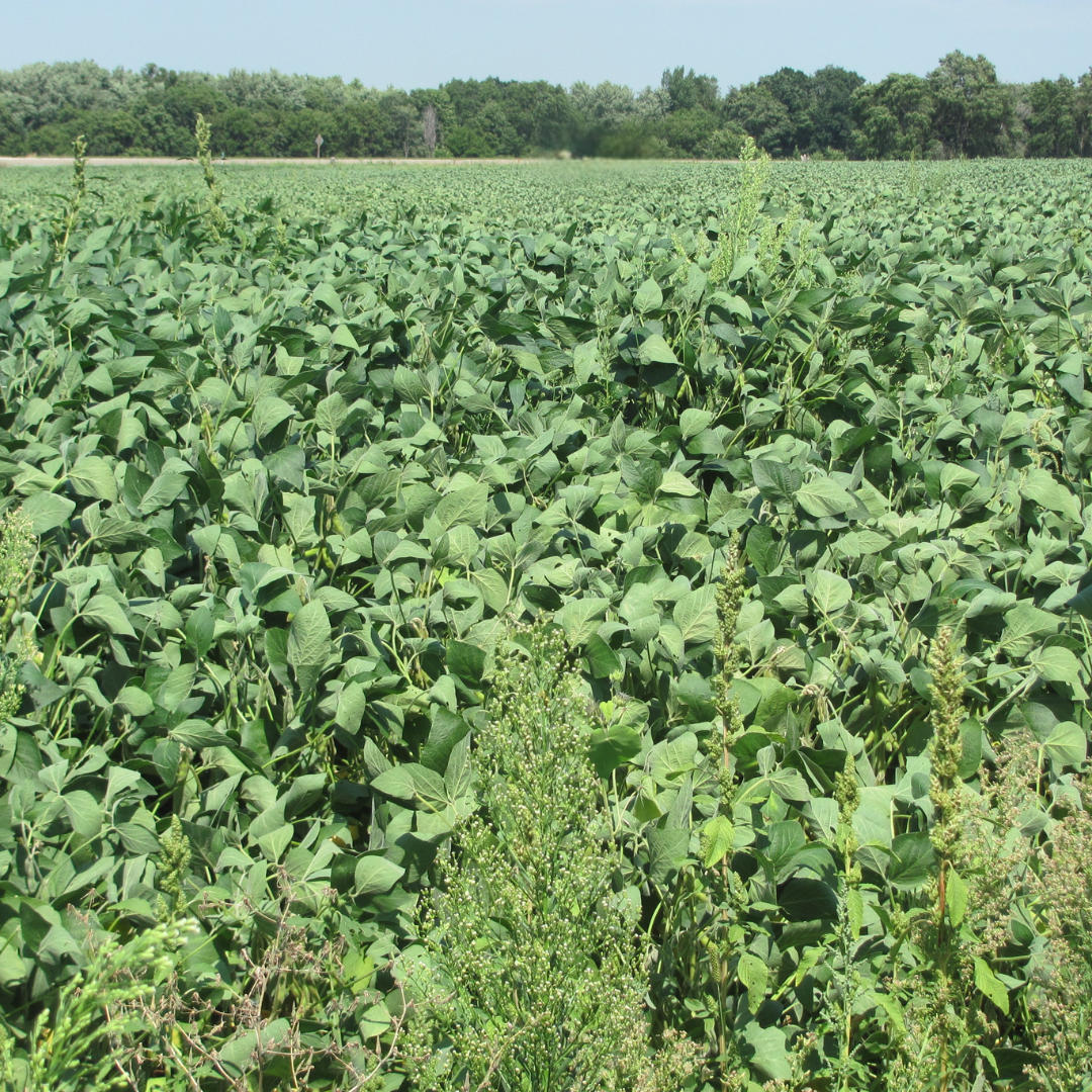 In Western Canada, wild oat resistance has been linked to annual