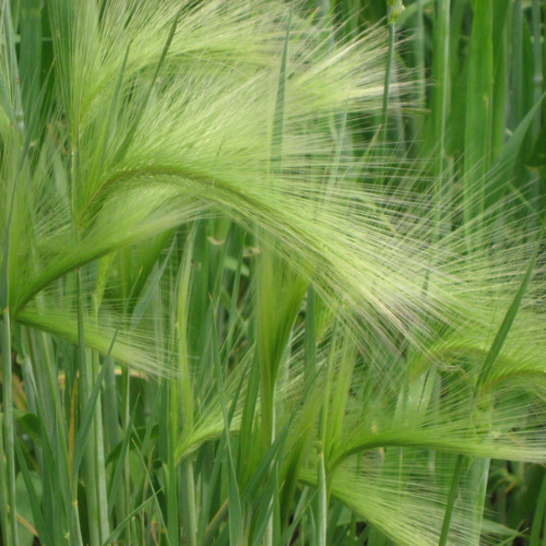 In Western Canada, wild oat resistance has been linked to annual