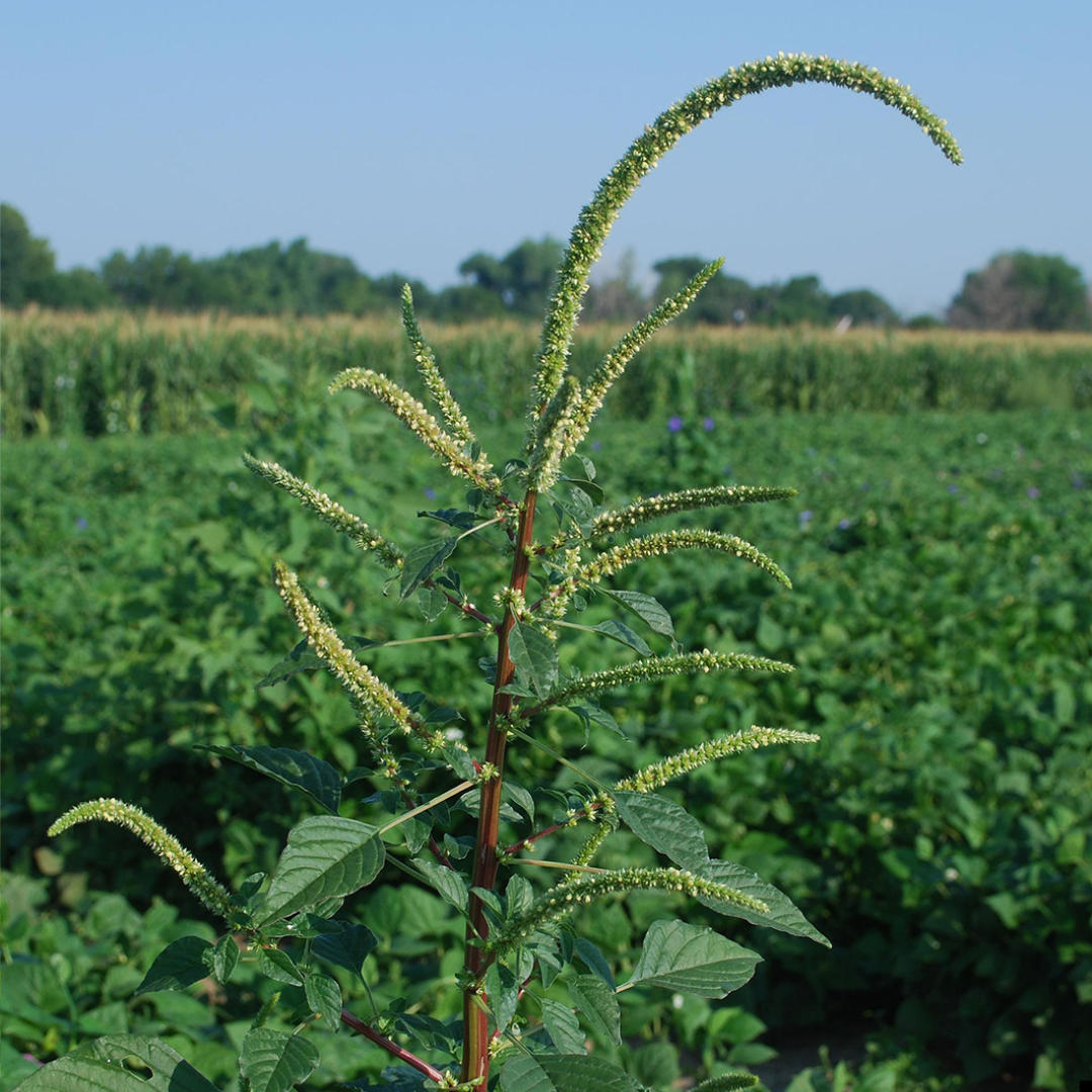 In Western Canada, wild oat resistance has been linked to annual