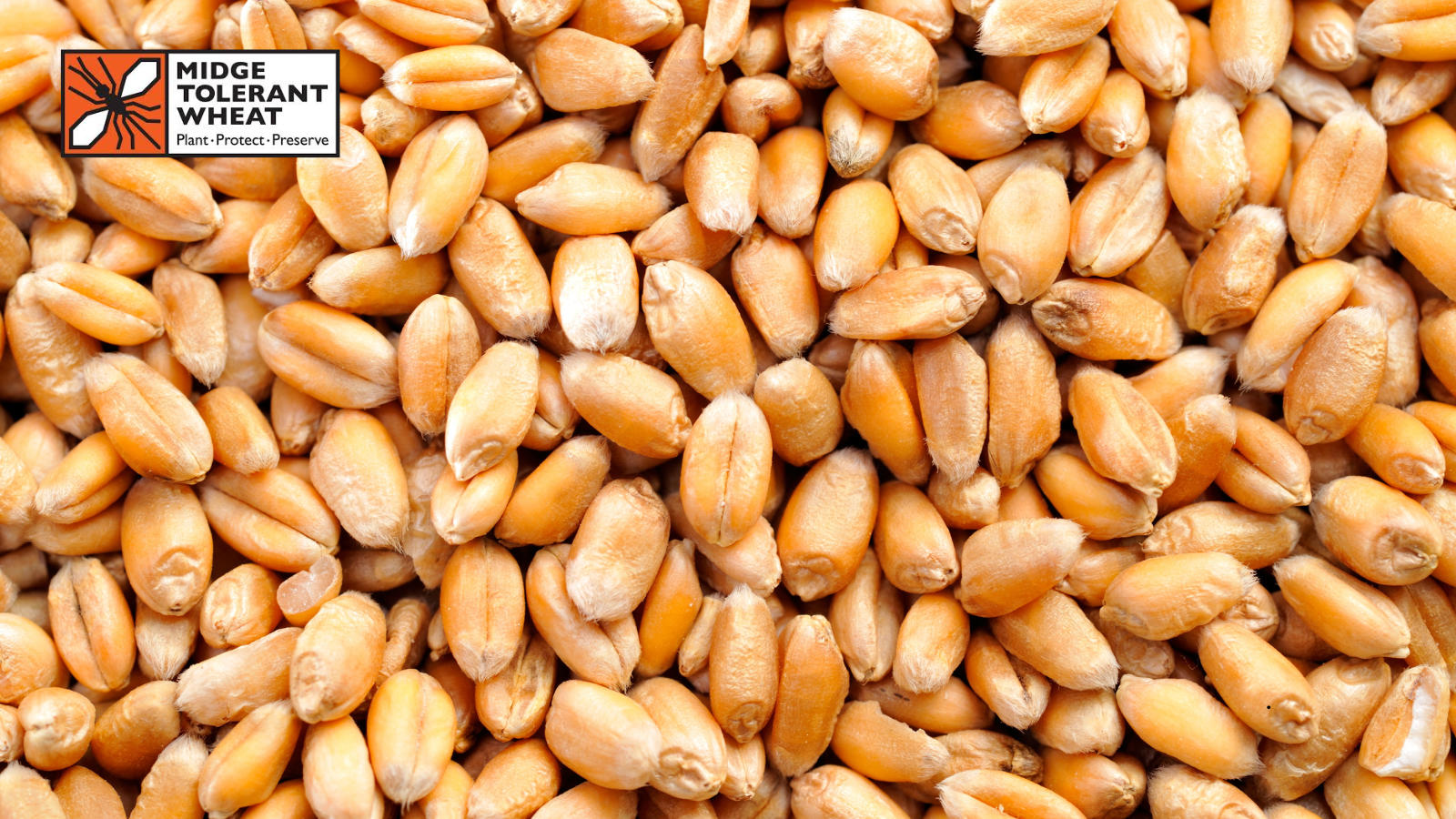 Wheat Midge Tolerance: What the Latest Acreage Data Tells Us