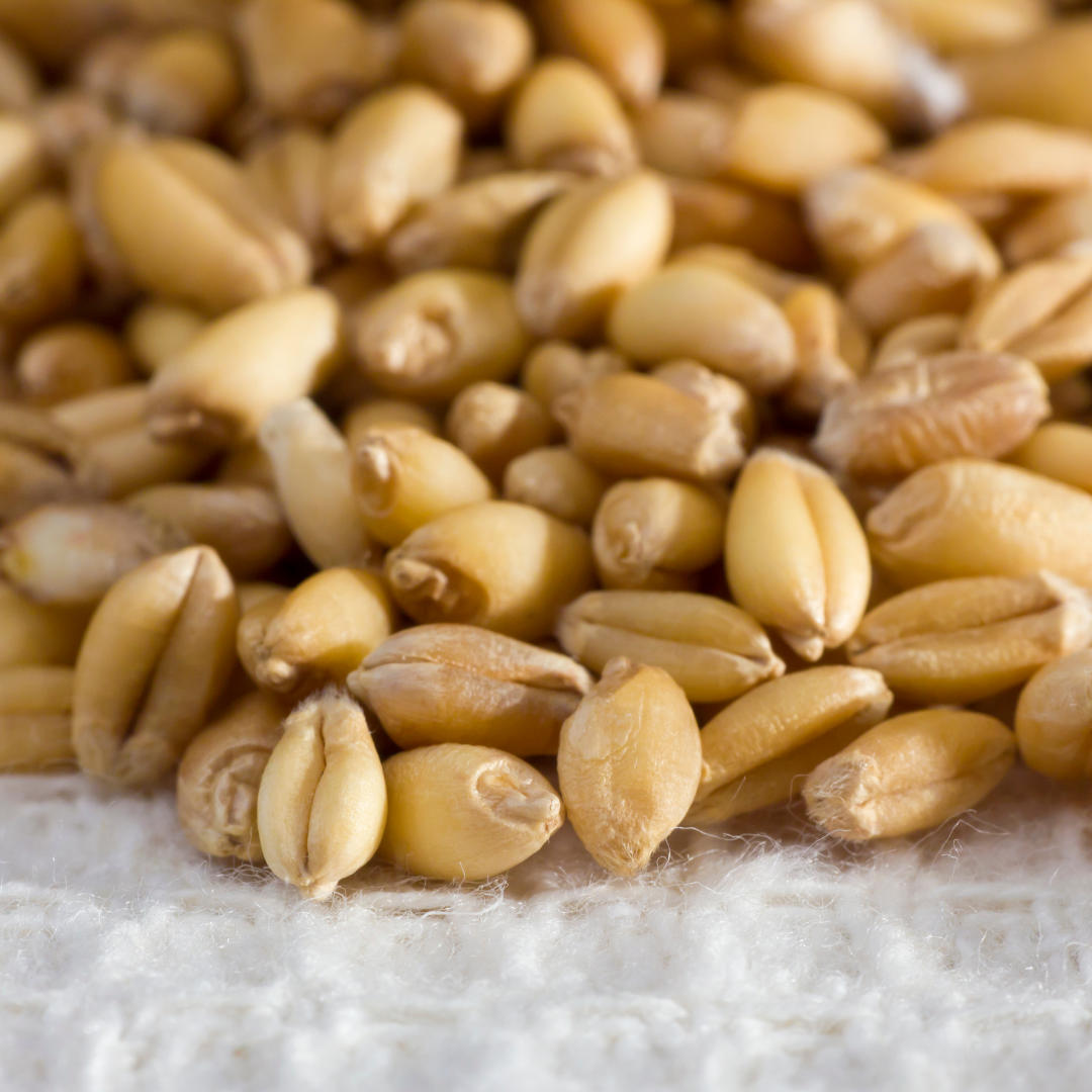 Earn Seeds Canada and CFIA certifications. - 1