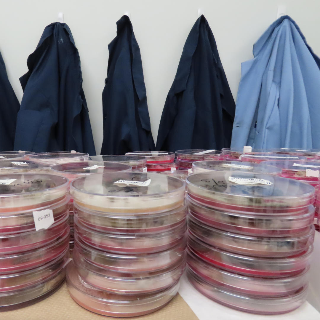 Earn Seeds Canada and CFIA certifications. - 2