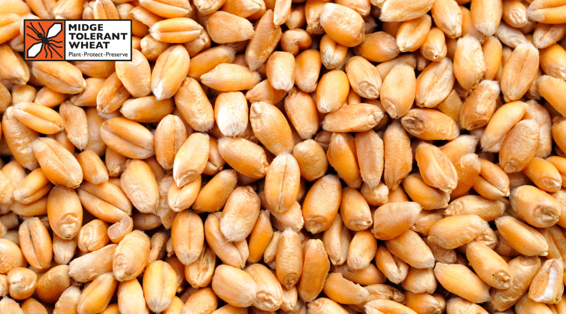 November 2025 Newsletter