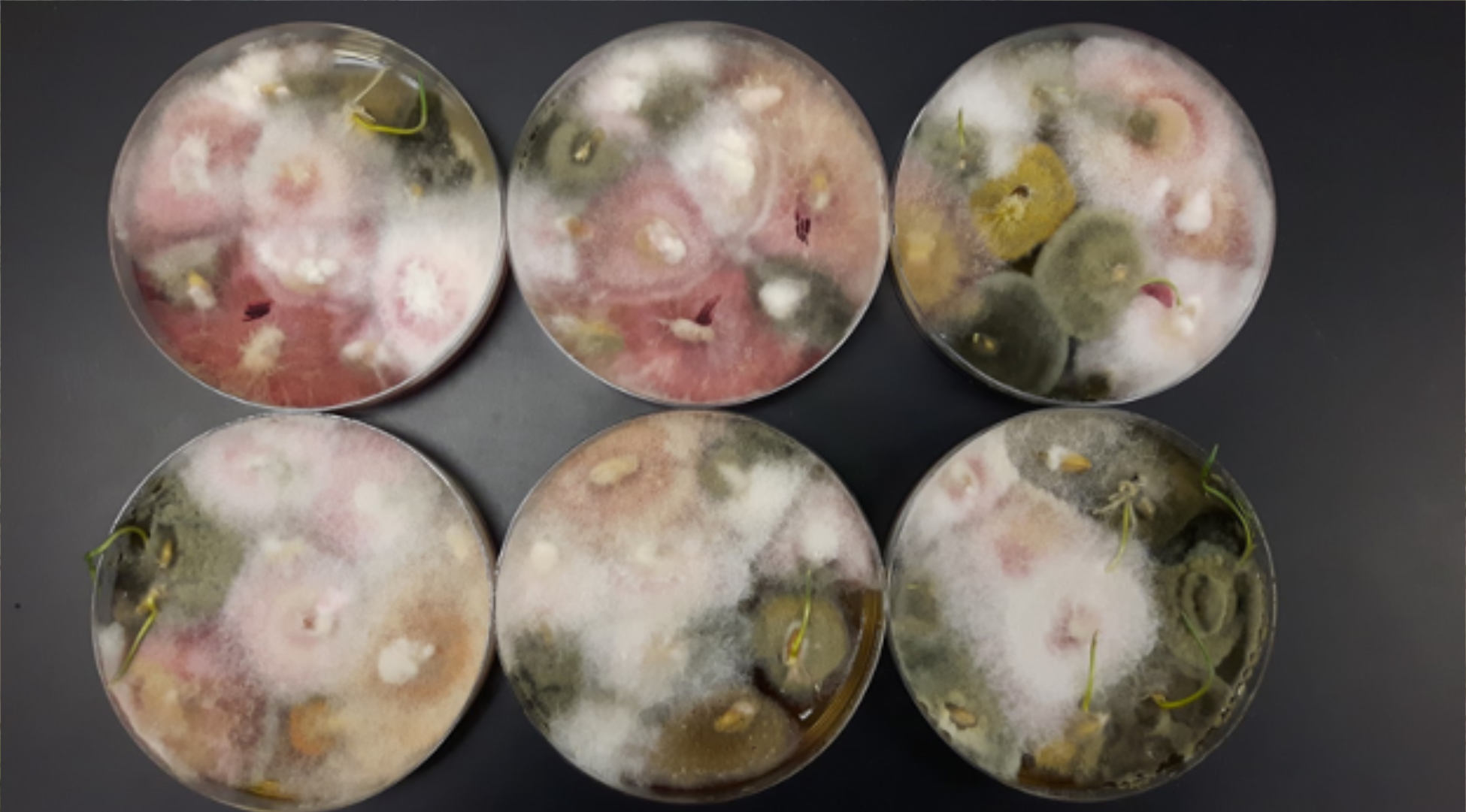 Treated vs. Untreated Seed: What You Don’t See Can Cost You