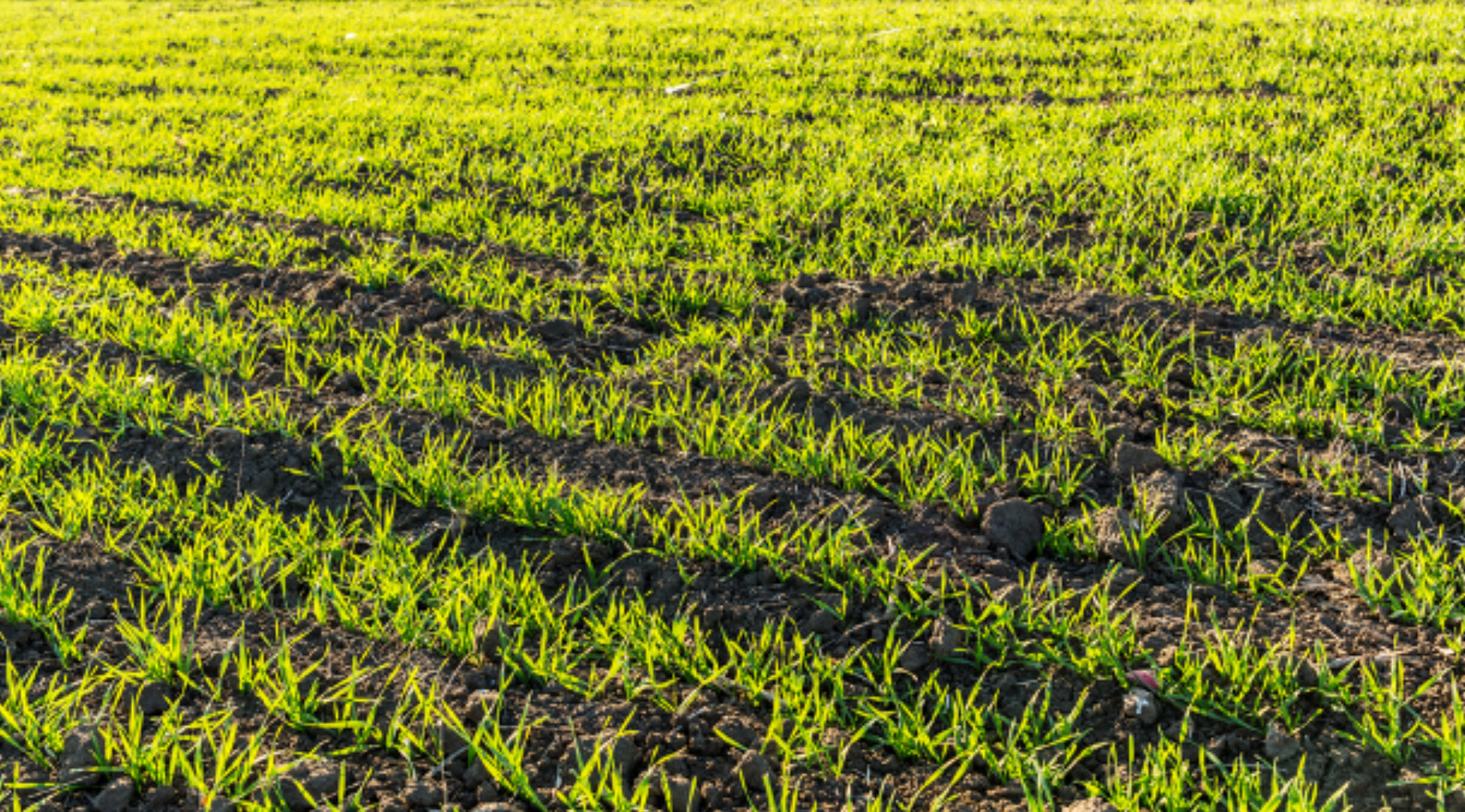 the-value-seed-testing-how-tests-work-banner