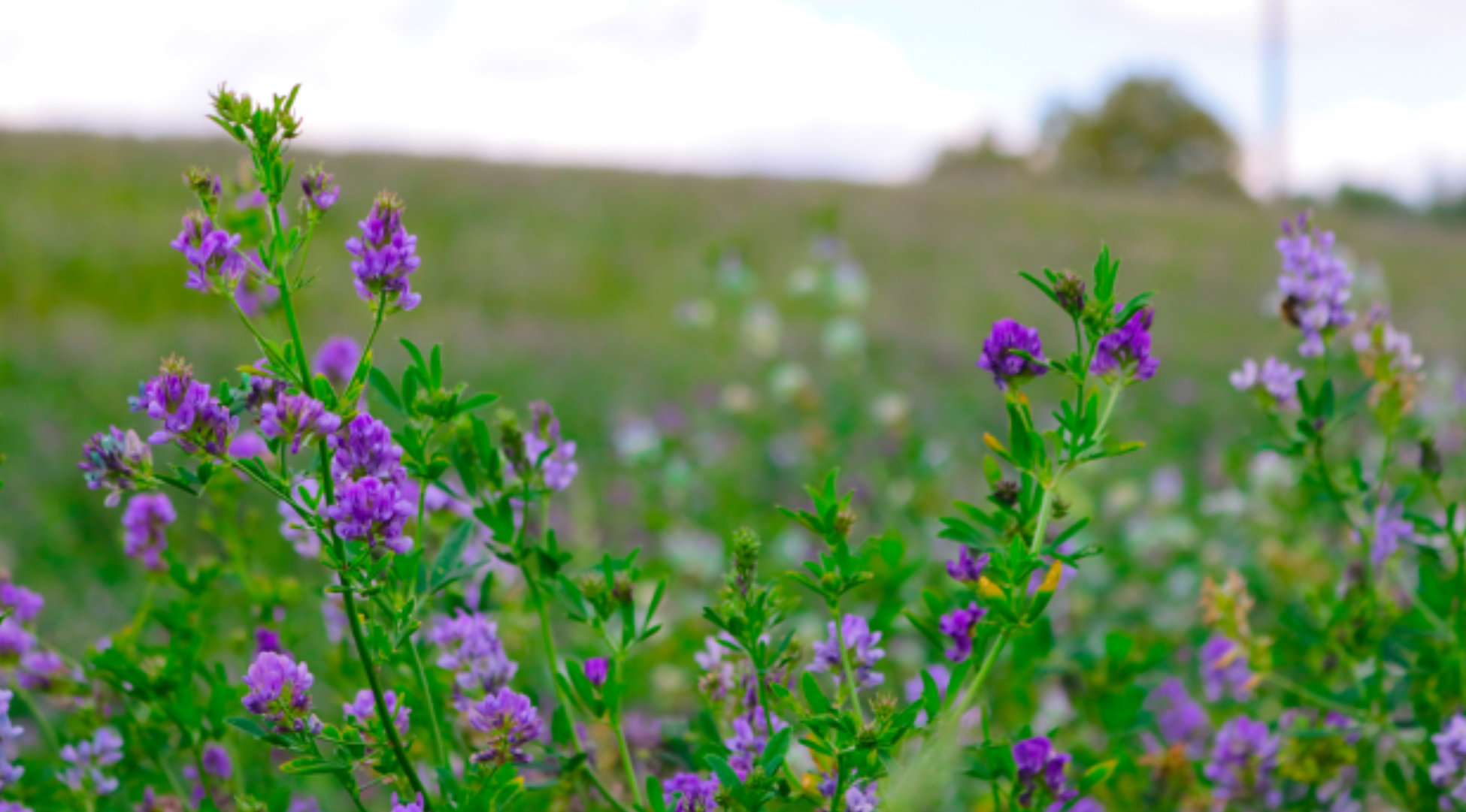 The Hidden Cost of Weed Contamination in Forage