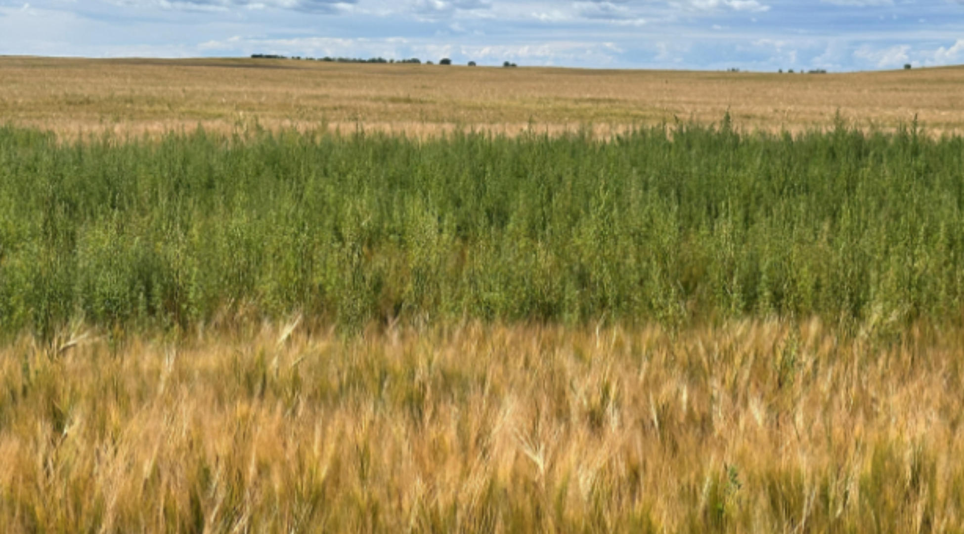 Confirming Herbicide Resistance in Prairie Fields