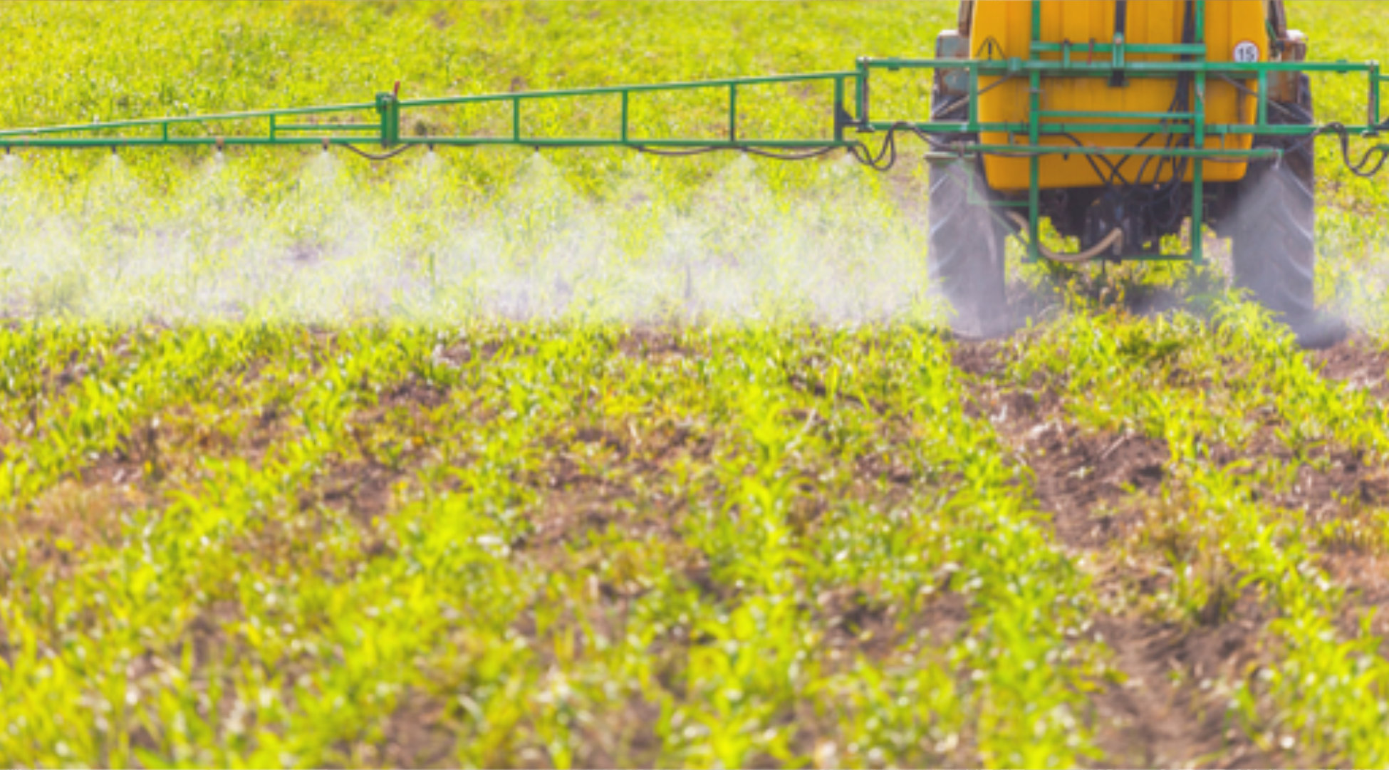 weed-management-starts-knowing