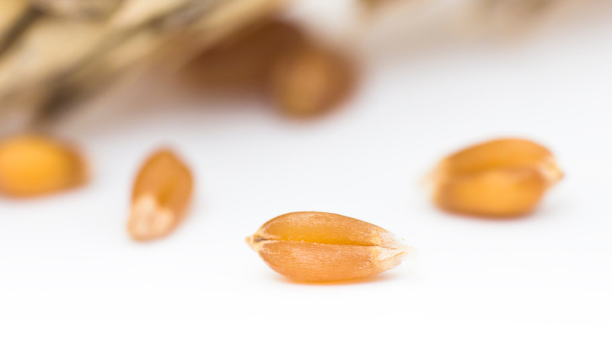 2020-seed-labs-august-newsletter-banner