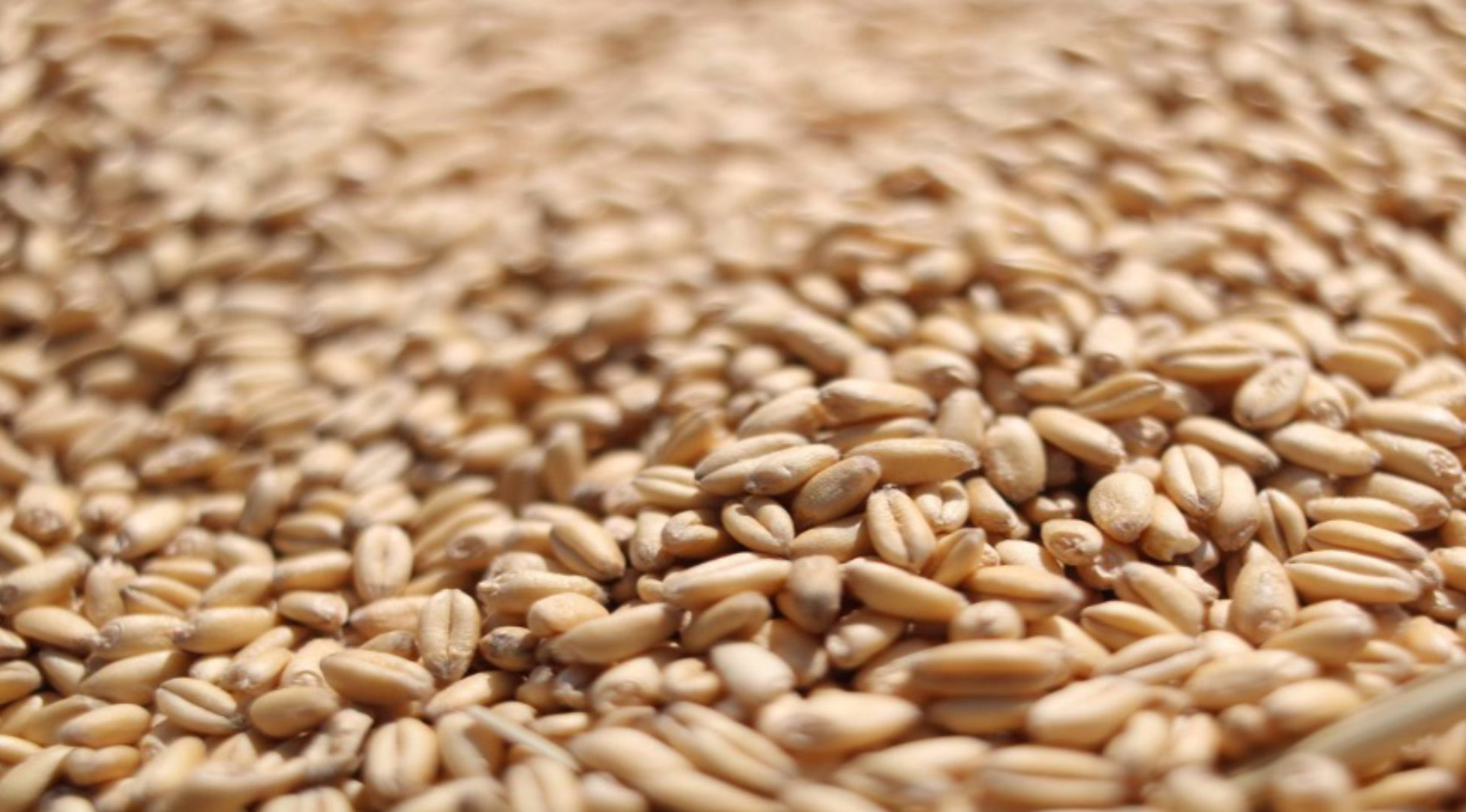 Your Wheat Looks Sound. What Can Falling Number Testing Tell You?