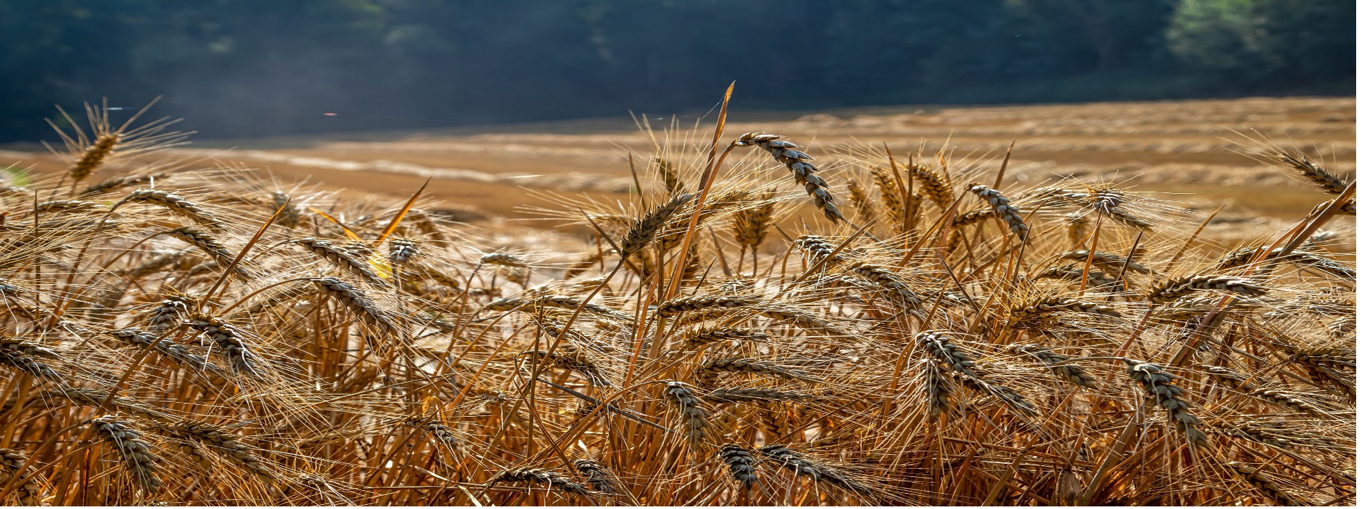 CFIA REGAL Program Update for Grain Exporters