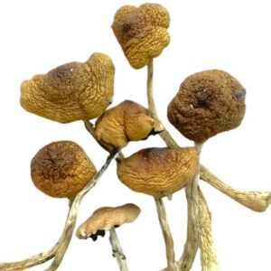 Mexican Magic Mushrooms