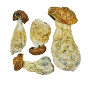 Gold Member Magic Mushrooms
