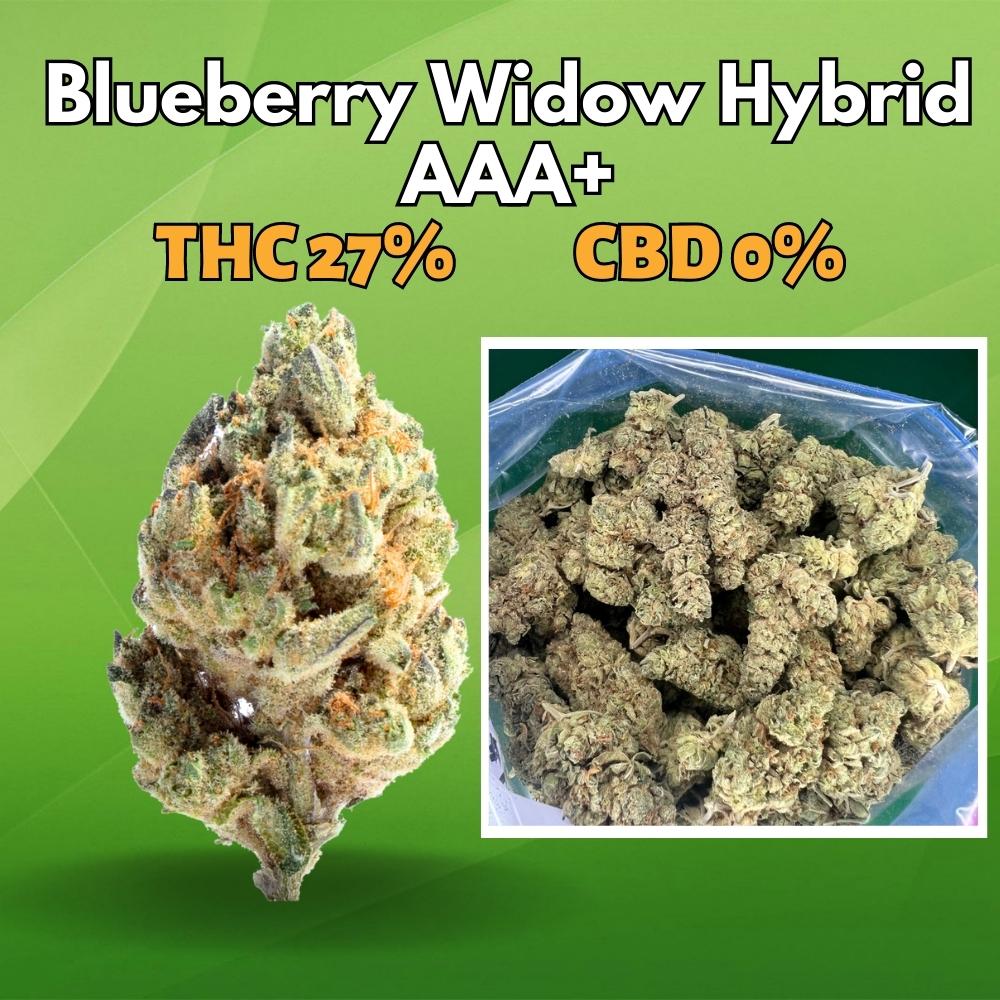Blueberry Widow - Hybrid - AAA+