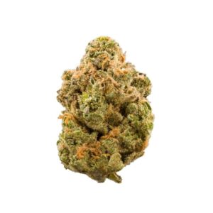 Mimosa strain bud
