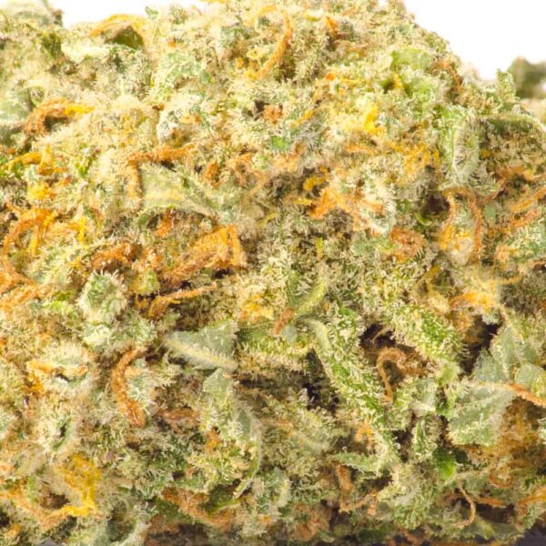 An up close image of a Forbidden Fruit strain bud on a white background