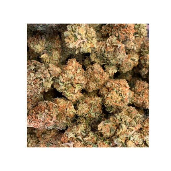 sensi star