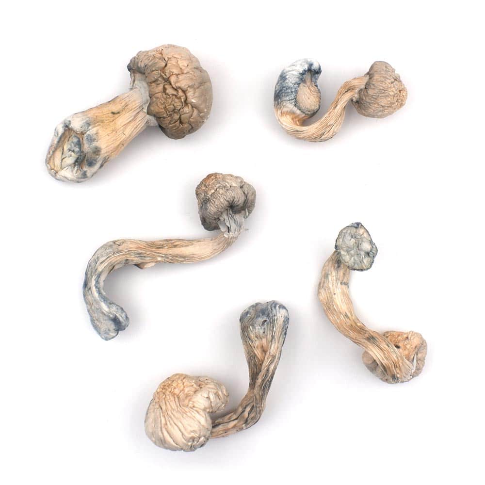 Leucistic Burma Magic Mushrooms