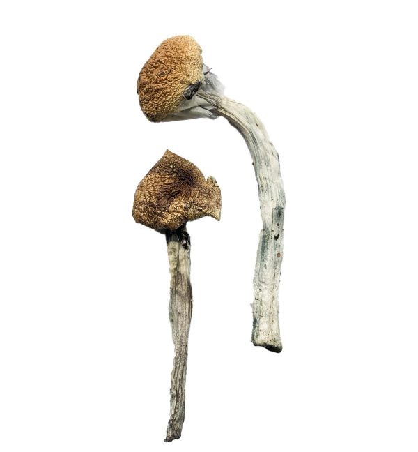 Jedi Mind Fuck Magic Mushrooms